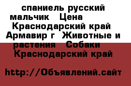 спаниель русский мальчик › Цена ­ 1 500 - Краснодарский край, Армавир г. Животные и растения » Собаки   . Краснодарский край